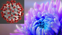 corona Smrtchrysanth